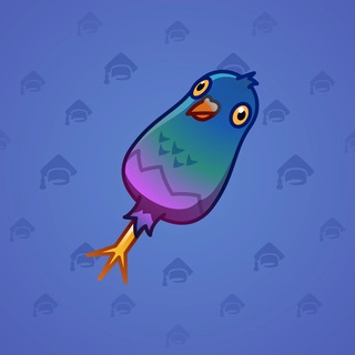 Pigeon