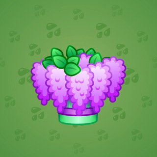 Purple Lilac