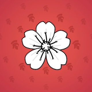 Sakura Flower #8374