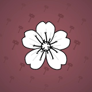 Sakura Flower #11794